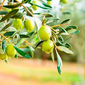 Κλαδιά ελιάς Gaia Olives