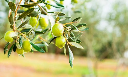 Κλαδιά ελιάς Gaia Olives